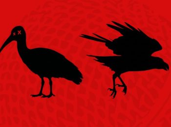 to kill a hadeda and crows