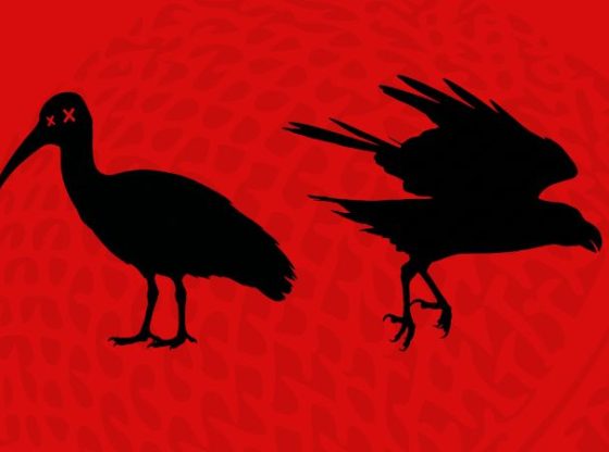 to kill a hadeda and crows
