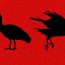 to kill a hadeda and crows